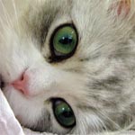 Cat Cat