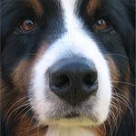 Dog Dog