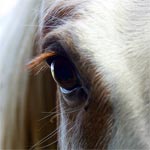Horse Horse