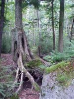 tree-root Tree and roots